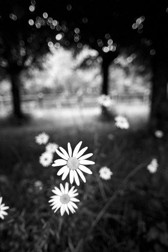 Marguerites en Limousin