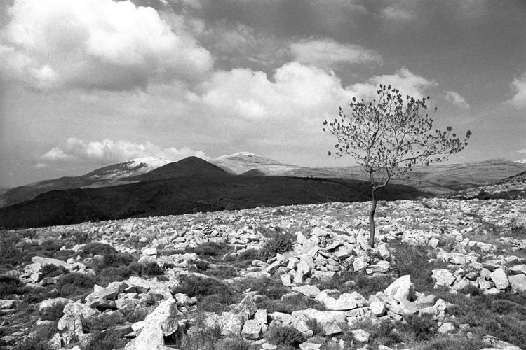 arbre esseulé