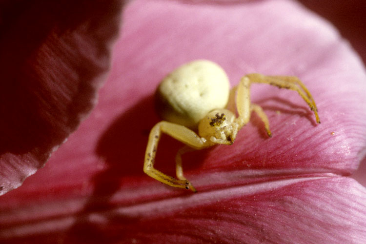 Araignée crabe