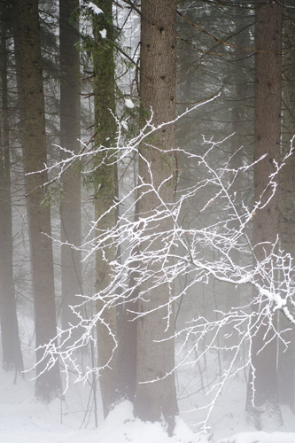 Brume dans une forêt de pins enneigée, en Savoie