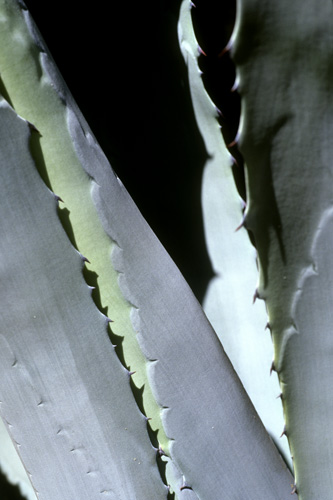 Feuilles de cactées