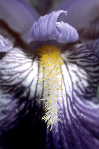 Etamine jaune d'une fleur d'iris bleue