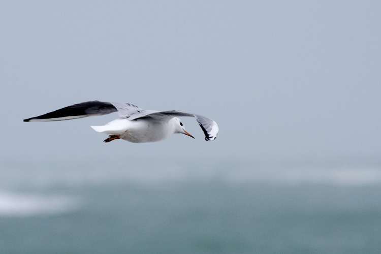 Mouette en vol