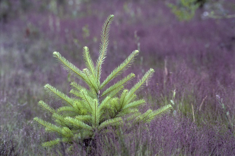 Jeune sapin dans une clairière de forêt du Limousin